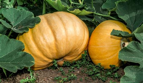 15 Types of Squash - Crate and Basket