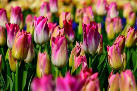 Pole Colourful Tulipany W Holandia Wiosna Czas Kwitnie W Keukenhof