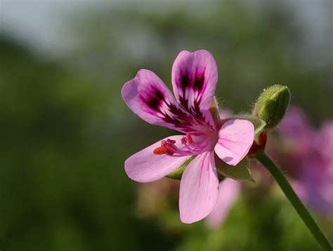 10 Plants That Repel Mosquitoes Homestead Acres