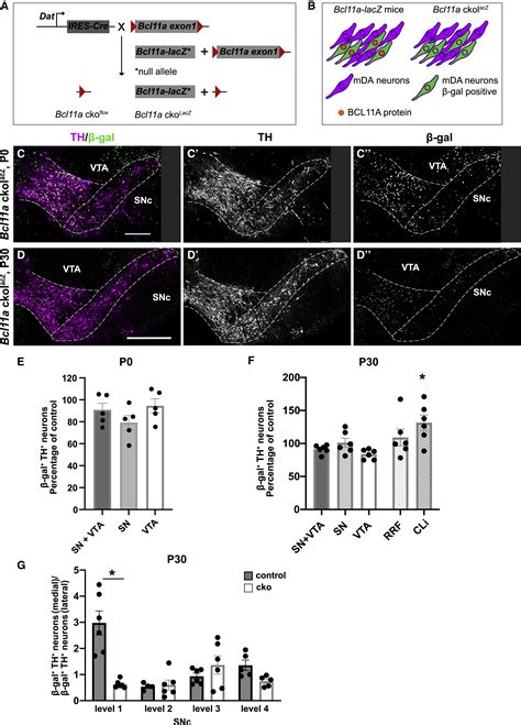 The Transcription Factor Bcl11a Defines Distinct Subsets Of Midbrain