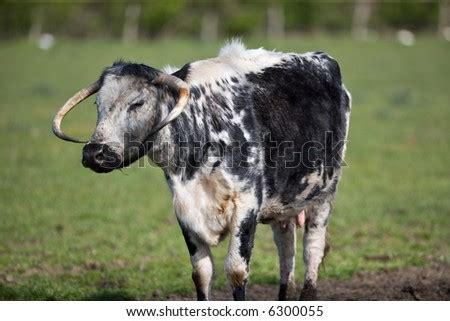 Rare Breeds Cow Stock Photo 6300055 : Shutterstock