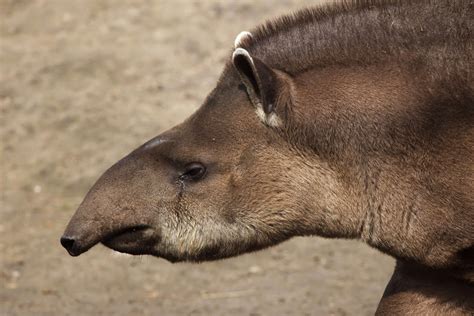 Anta Tapirus Terrestris Rewild Brazil The Brazilian Plantfinder