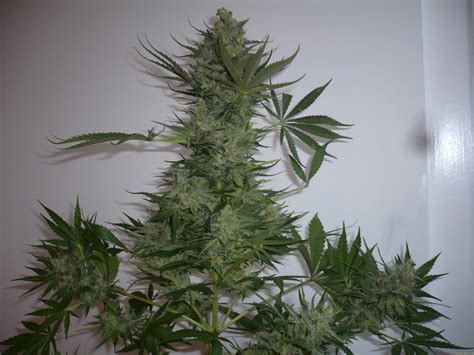 AK47 (Serious Seeds) :: Cannabis Strain Gallery