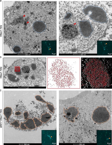 Ultrastructural Analysis Of The Nuclear Httex1 72q Inclusions Formed In Download Scientific