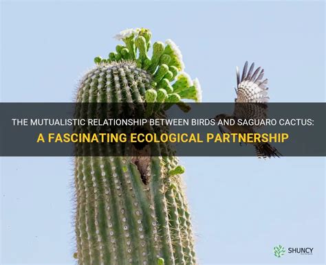 The Mutualistic Relationship Between Birds And Saguaro Cactus: A ...