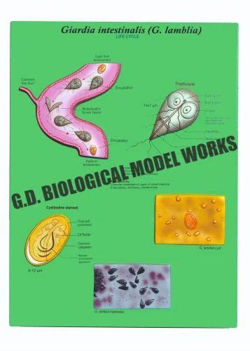 Life Cycle Of Giardia Intestinalis Glamblia At Rs 2000 Community Medicines Models In Ambala