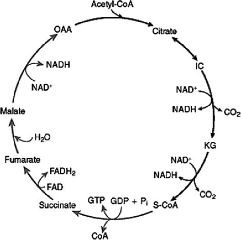 Krebs Cycle Flow Chart