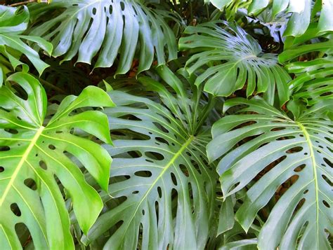 Monstera deliciosa a popular costela de adão