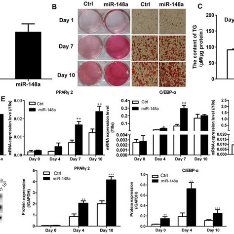 Overexpression Of MiR 148a In HMSCs Ad Enhances Adipogenic