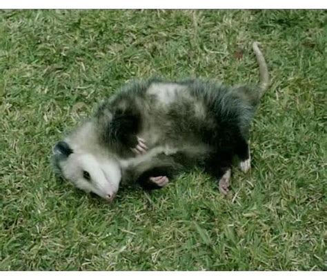 Playing Possum