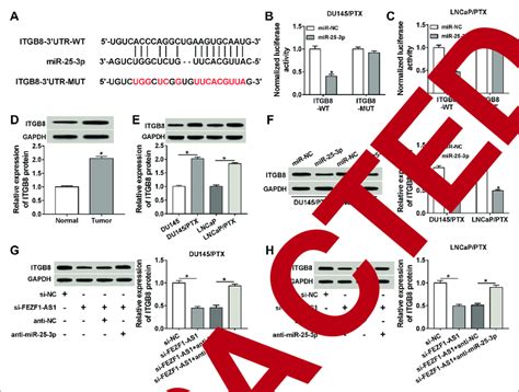 FEZF1 AS Regulated ITGB8 Expression Through Targeting MiR 25 3p A