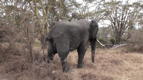 Elephant With Two Trunks YouTube