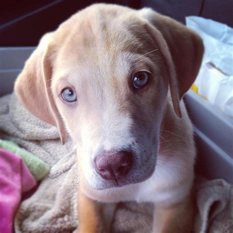 Yellow Mountain Cur Puppies For Sale - mountain