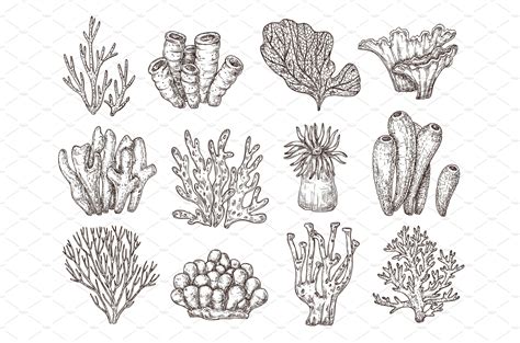 Coral Sketch Natural Corals Coral Tattoo Ocean Tattoos Coral Drawing