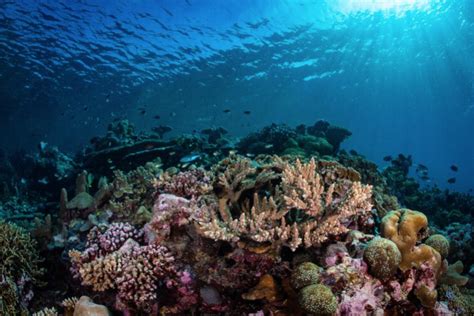 Coral Reef Breakthrough Launches to Prevent Extinction of the World’s Coral Reefs | Reef ...