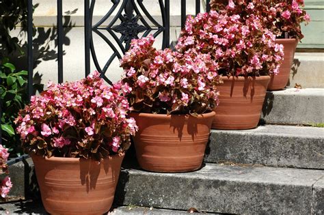 How To Overwinter Begonias An Experts Guide Livingetc