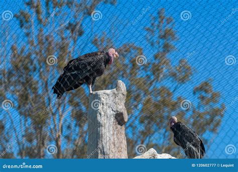 California Condor Endangered Vulture Held In Captivity At The San Diego ...