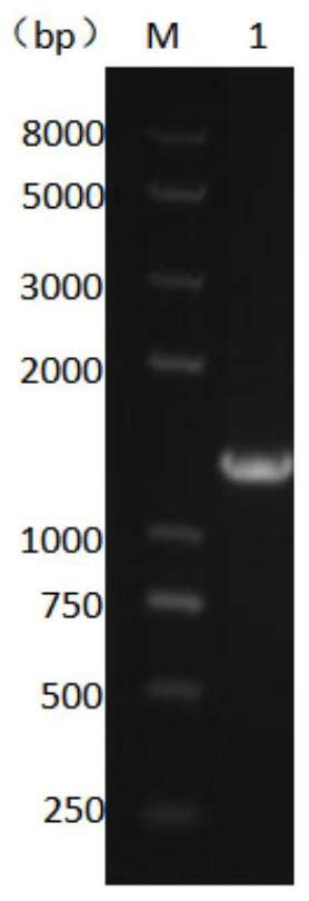 A Kind Of β Glucosidase With Galacto Oligosaccharide Synthesis Ability