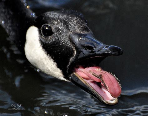 Goose Tongue Photograph By Rick Fisk