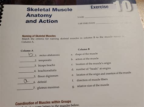 Solved Exercise Skeletal Muscle Anatomy And Action NAME LAB Chegg