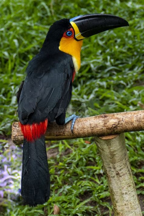 Toucan in the Brazilian Amazon Rainforest. Photographed in Belem ...