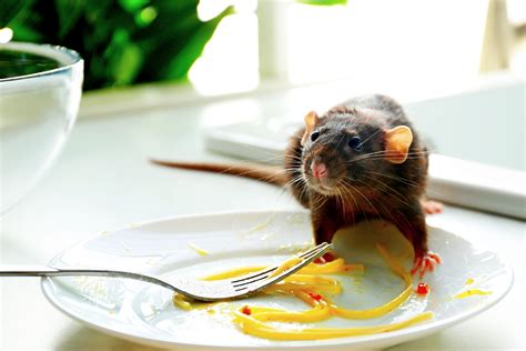 Éloignez les rats instantanément avec cet ingrédient de cuisine que