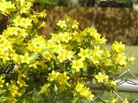 Names Of Yellow Spring Shrubs