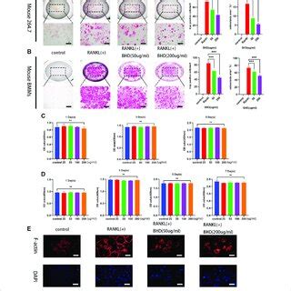 BHD Suppressed Osteoclastogenesis Of Mature Osteoclasts In