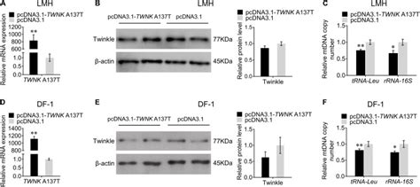 Mutation Of Twnk Gene Is One Of The Reasons Of Runting And Stunting