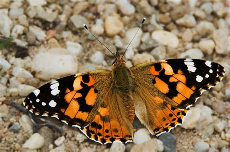 Distelvlinder Vanessa Cardui Common Butterfly In Netherlan Flickr