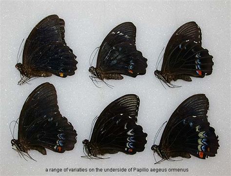 Papua Insects Foundation Lepidoptera Papilionidae