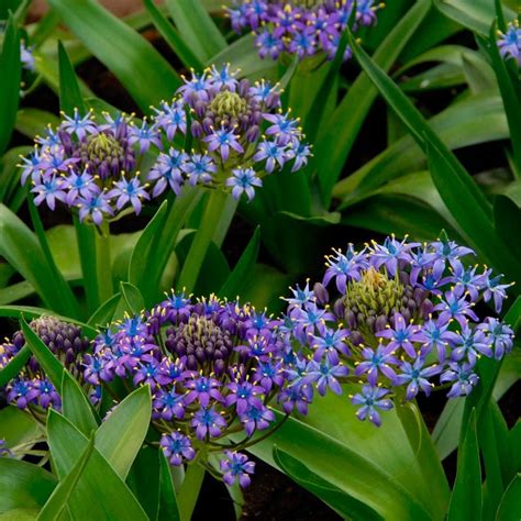 Scilla peruviana | White Flower Farm