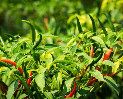 Green Hot Thai Chili Pepper Starter Live Plants Seedlings Etsy