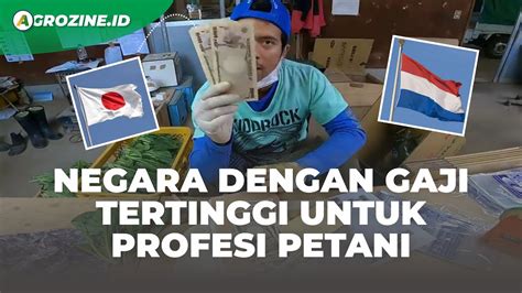 Gaji Petani Di Indonesia Vs Petani Di Negara Lain Pemetik Buah Digaji