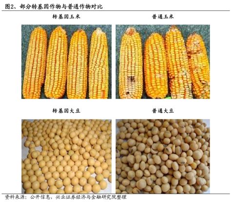 如何辨别转基因玉米转基因玉米外观识别 伤感说说吧