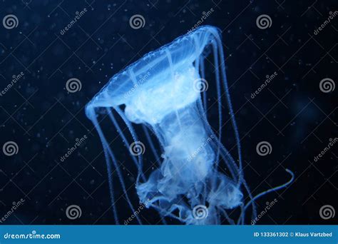 Blue Jelly Fish In Dark Water Stock Photo Image Of Ocean Marine