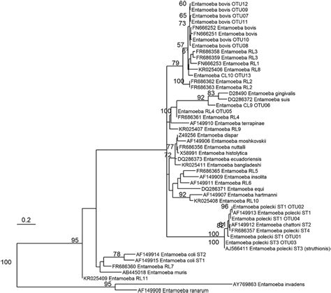 Phylogenetic Relationships Of Entamoeba Species Based On 292 Total Download Scientific Diagram