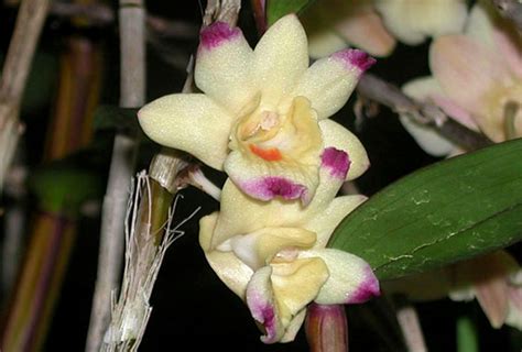 Dendrobium Sanguinolentum