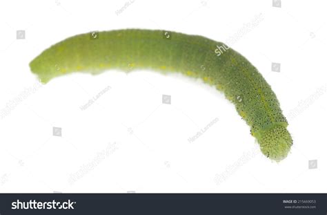 Pieridae Larva Isolated On White Background Stock Photo 215669053 ...