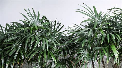 21 Types Of Palm Trees That Can Grow Indoors 54 Off