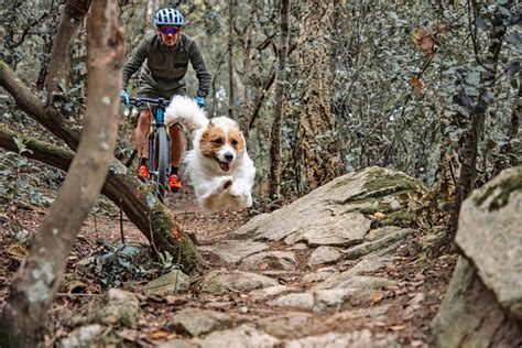 La rage chez le chien symptômes et prévention