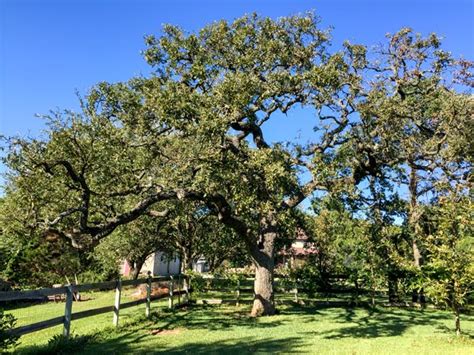 Post Oak Native Texas Tree Species Tree Shepherds