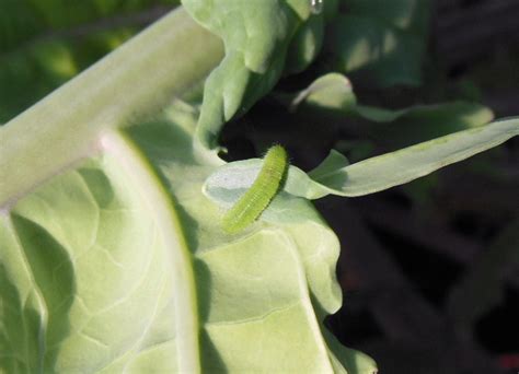 Eliminate The Cabbage Worm The Living Farm