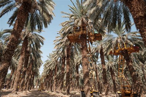 Israeli Researchers Grow New Date Plants From Year Old Seeds