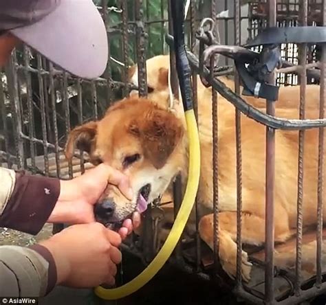 Man Caught Pumping Water Into Dogs Stomach In China Daily Mail Online