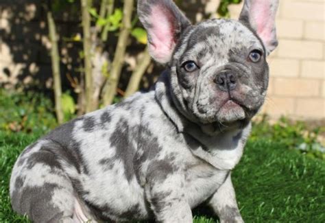 Merle French Bulldog: The unusual Frenchie (With Pictures)