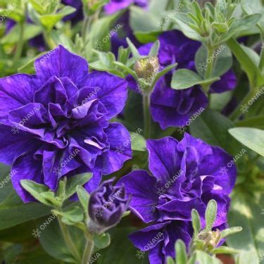 Petunia Atkinsiana Tumbelina Sophia Jaunst Di Onava Lv