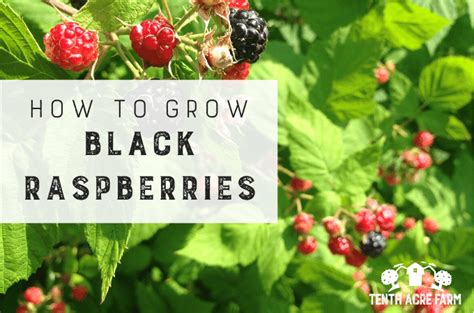 Wild Black Raspberry Plants