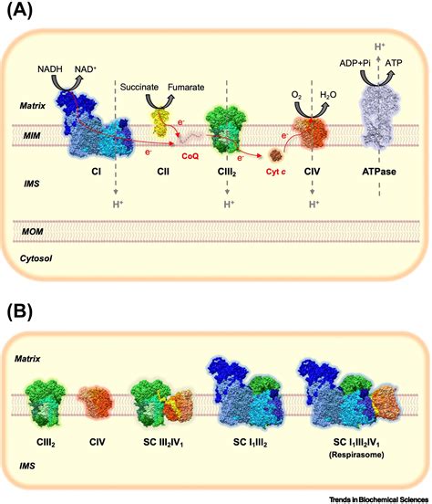 Cooperative Assembly Of The Mitochondrial Respiratory Chain Trends In