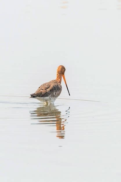 Premium Photo Black Tailed Godwit Limosa Limosa Wader Bird Foraging